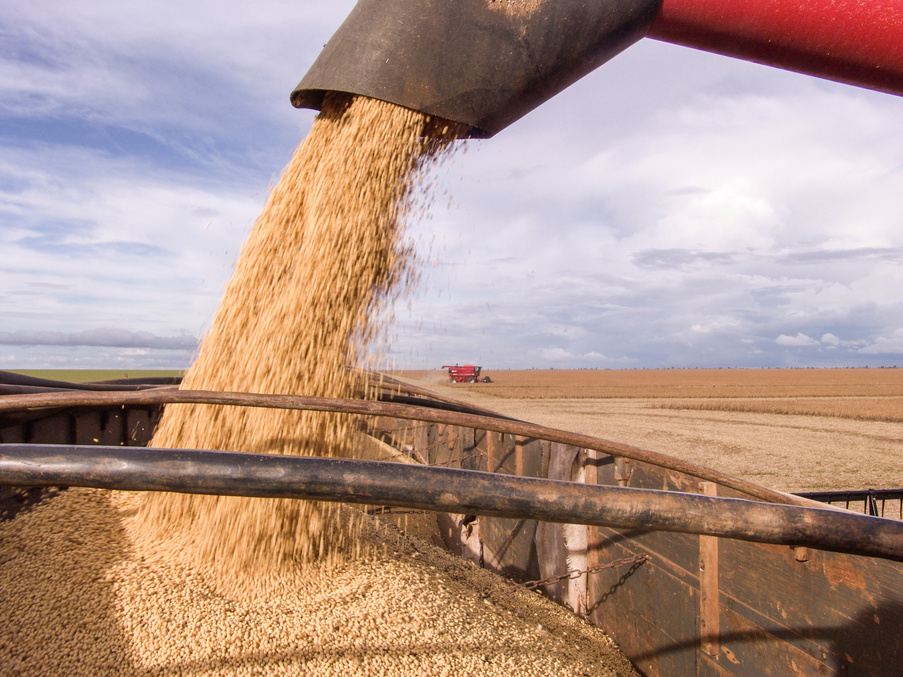 Tractor Harvesting Soybeans in the Field