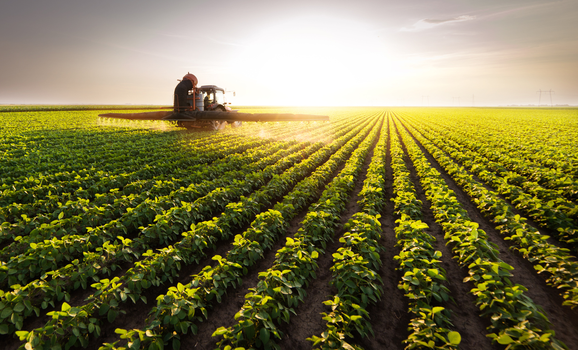 Tractor spraying pesticides at  soy bean fields