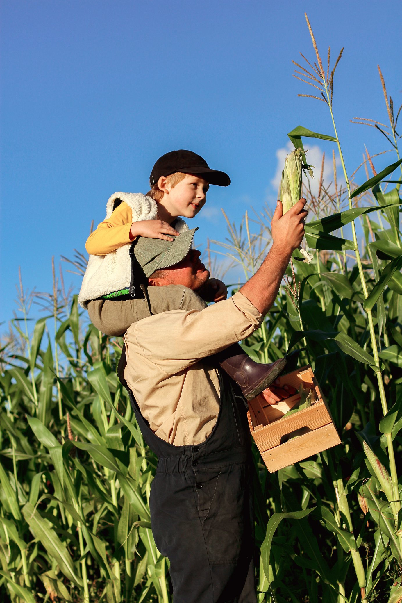 a farmer with a child harvests corn in the field. a farming family farm. family day holiday