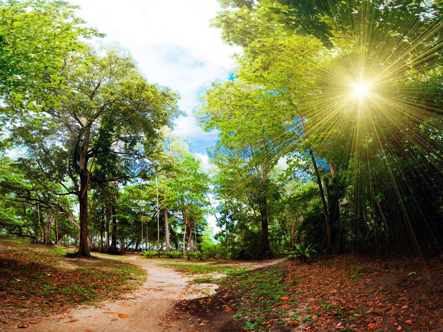 Jungle forest nature background